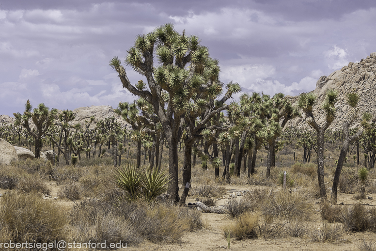 Joshua Tree National Park